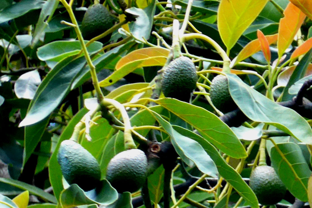 Avocados Eine HassLiebe Jäger des verlorenen Schmatzes